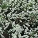 Aster lateriflorus var.horizontalis